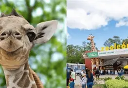 Investigaci&oacute;n en curso por muerte de jirafa en Zool&oacute;gico de Le&oacute;n