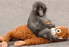 Zool&oacute;gico de Ichikawa Festeja el Cumplea&ntilde;os del Macaco Punch