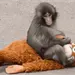 Zool&oacute;gico de Ichikawa Festeja el Cumplea&ntilde;os del Macaco Punch
